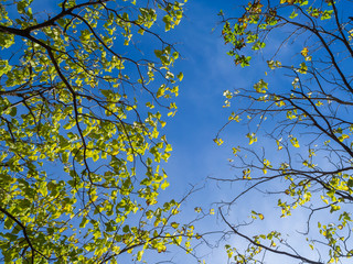 blue sky through branches with young green foliage