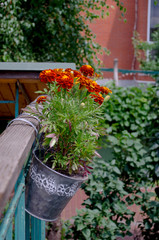 Orange tagetes in flower pots on bright background. Spring flowers. Popular balcony plant.