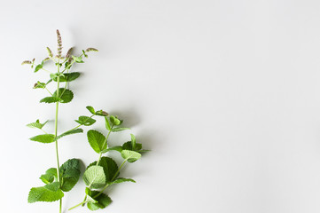 Peppermint branches over gray background.