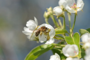Honigbiene auf  Obstbaumblüte