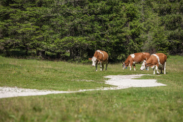 Fototapeta na wymiar Some cows in a pasture in Val Gardena in Italy