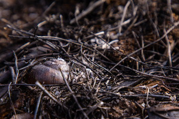 The remains in the Dragoman swamp in Bulgaria after the bush fire. Burned vegetation after fire caused  by the heat. Ecological disaster. Climate changes. Hot weather and climate changes caused fire.