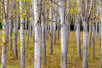 November poplar tree rows at Zlato Pole or Gold Field Protected Area, Municipality of Dimitrovgrad,Haskovo Province, Bulgaria, selective focus
