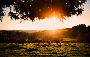 Kühe auf einer Wiese © sas