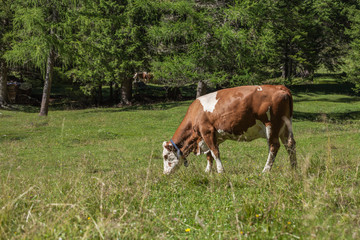 Naklejka na ściany i meble Some cows in a pasture in Val Gardena in Italy