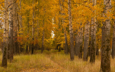 Obraz premium Jesienna dolina w centralnej Rosji niedaleko Włodzimierza. Poziomy.