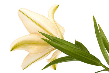 Fototapeta premium Flower of cream lily, isolated on white background