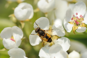 Schwebfliege auf 