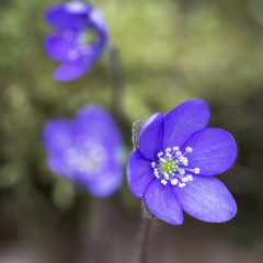 Close Up Violet spring flower soft green background 