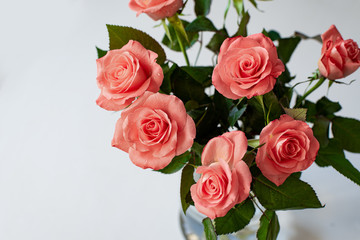 Pink roses boquet on white background, spring greeting card or banner background
