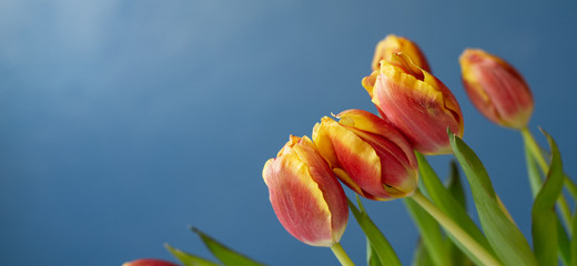 Red yellow tulips on dark blue background, spring flowers banner, greeting card photo