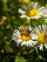 Obraz premium bee on flower