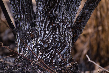 The remains in the Dragoman swamp in Bulgaria after the bush fire. Burned vegetation after fire caused  by the heat. Ecological disaster. Climate changes. Hot weather and climate changes caused fire.
