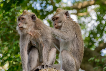 Affen entlausen sich - Ubud Monkey Forest Bali