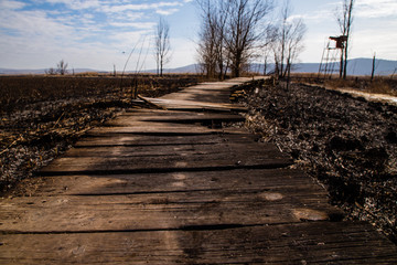 Naklejka premium The remains in the Dragoman swamp in Bulgaria after the bush fire. Burned vegetation after fire caused by the heat. Ecological disaster. Climate changes. Hot weather and climate changes caused fire.