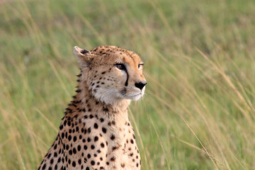 Cheetah looking to savanna. Portrait of wild cheetah. Masai Mara National Reserve, Kenya, Africa.