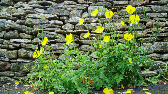 Flowering yellow Welsh poppies against grey stone wall in an English cottage garden .