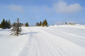 Fototapeta na wymiar Snowy road besides dead spruce tree