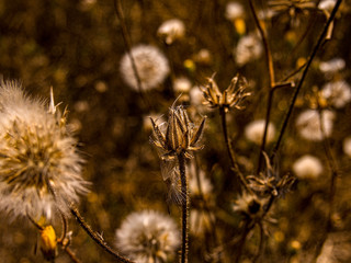 field of yellow flowers
