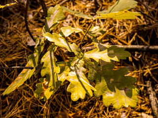 autumn leaves on the ground