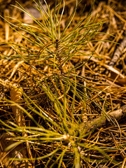 golden barrel cactus