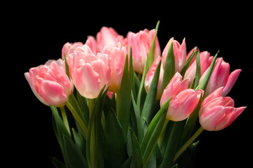 bouquet of pink tulips on black background