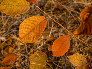 autumn leaves on the ground
