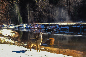 Coyote or Song Dog Howling in Yosemite.