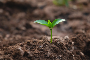 Growing plant,Young plant in the morning light on ground background, New life concept.Small plants on the ground in spring.fresh,seed,Photo fresh and Agriculture concept idea.