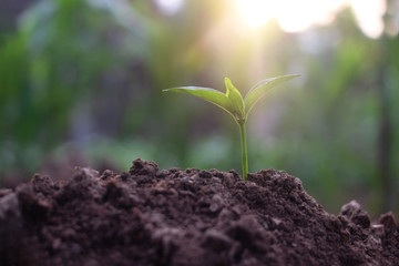 Growing plant,Young plant in the morning light on ground background, New life concept.Small plants on the ground in spring.fresh,seed,Photo fresh and Agriculture concept idea.