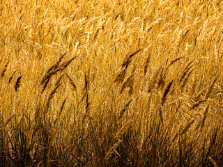 field of wheat