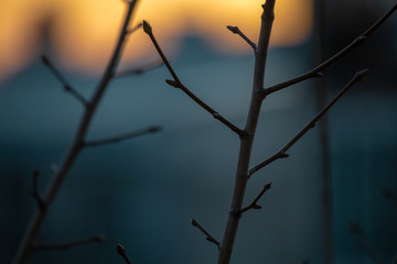 Two tree branches in urban sunset