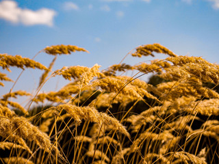 Fototapeta premium field of wheat
