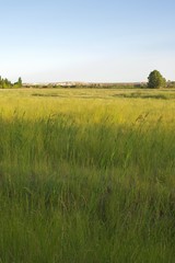 Fototapeta premium field of wheat