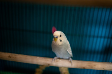 Grey budgie posing in cage