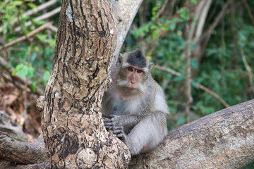 Monkeys in Vietnam