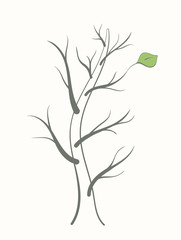 Tree with empty branches and a lonely green leaf