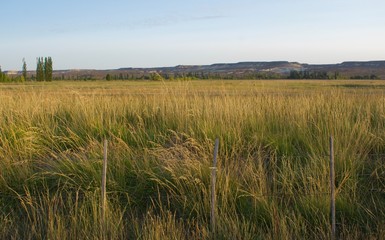 field of wheat