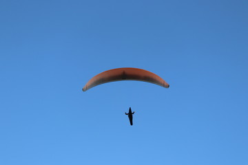 paraglider in the sky