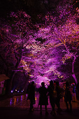 Beautiful scenery in Japan with cherry blossoms at night