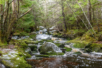 Obraz premium Brook Falls in deep forest with rocks and moss