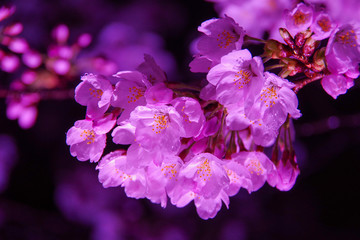 Beautiful scenery in Japan with cherry blossoms at night