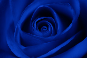 Obraz na płótnie Canvas Rose flower in blue as background