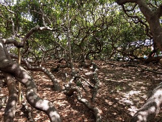  a tangle of dry trees
