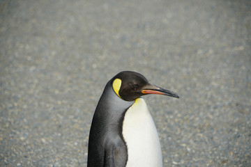 Fototapeta na wymiar king penguin of Antartica