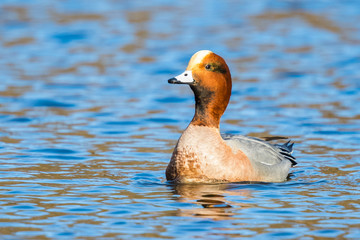 A Less Common Eurasian Wigeon Prepares to Take Flight