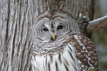 Barred Owl