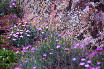 Endemic Red List plant of the South Bugh river steppe region of Ukraine. Dianthus of the South...