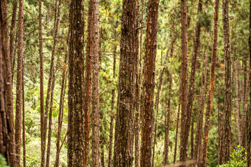Woods
