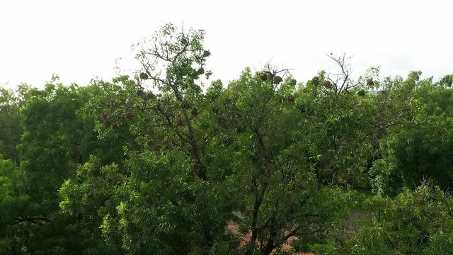 Trees and Birds Nest Aerial View